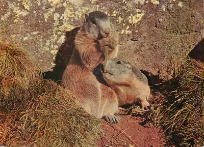 Marmotas — dois indivíduos comendo grama — editor não visível