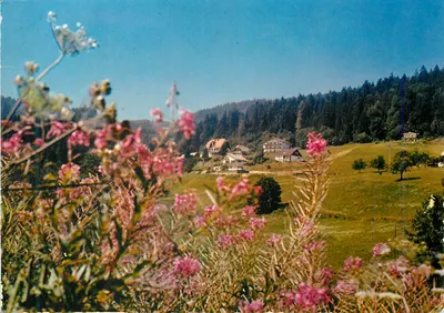 Paisagem de montanha com flores rosas — editor não identificável