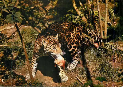 Jaguar — em plena caça — fotografia natural