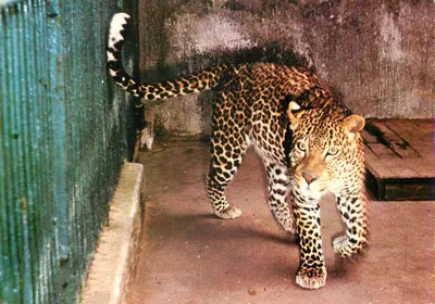 Leopardo — enclos — sem editor ou número visível