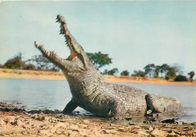 Crocodilo — margem de um lago — editor não visível