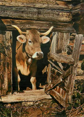 Vaca com chifres — dentro de uma cabana de madeira — editor não visível