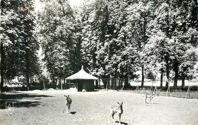 Campo de cervos em um parque florestal — editor desconhecido