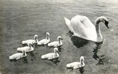 Mãe cisne e filhotes — cena natural — editor e número de série ilegíveis