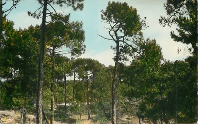 Floresta de pinheiros — vista ensolarada — Cimy, editor desconhecido