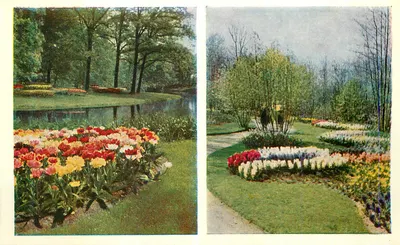 Jardim de tulipas — vista geral — editor não visível