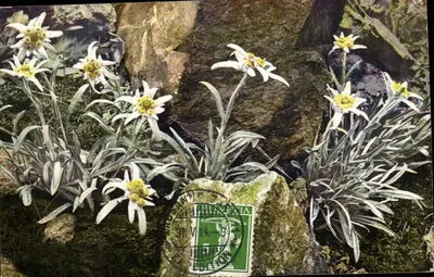 Leontopodium alpinum — flores alpinas — PHOTOCHROMIE Alpenflora Serie 519 Nr. 896
