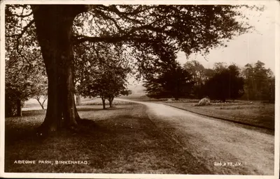 Arrowe Park, Birkenhead — widok drogi pod dużym drzewem — J.V. n°206273