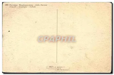 Narcisos amarelos — variedade Pseudonarcissus — editor Marte Oyser — Verso
