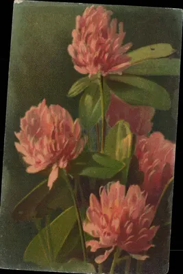 Fleurs de trèfle rose — édition italienne — Uff. Rev. Stampa Milano N. 1795