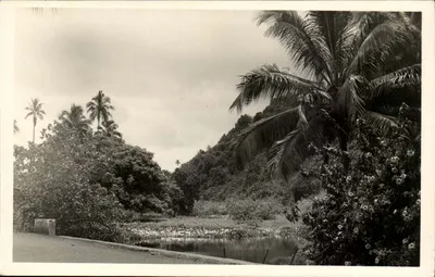 Paisagem tropical com lago — Kodik Paper