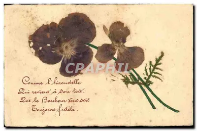 Pivoine seca — Poema impresso — Carta postal antiga