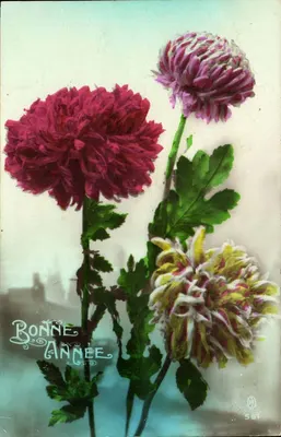 Flores de crisântemos — Boa Ano — editor anônimo, n° 561