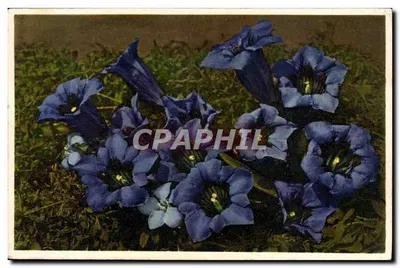 Gentiana de Koch - Gentiana de Koch — Novos Termas, Aix-les-Bains