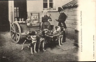 Atteïlage de chiens flamands — Le Procédé Verbal — G. Hermans, Anvers