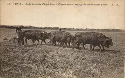 Tunis — Escola Colonial de Agricultura — Enxada trisocs, tração de bois cruzados Salers