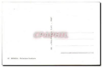 Biskra - Palmeiros-Datilheiros — (50) — C.A.P. — PARIS — Verso