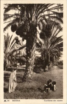Biskra — Colheita de datilhos — CI DES ARTS PHOTO-MÉCANIQUES, Paris