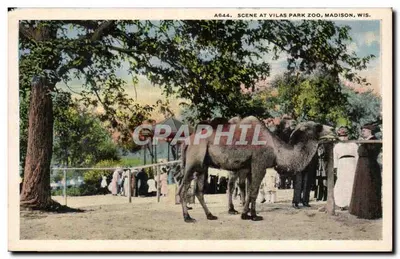 Cena no Vilas Park Zoo — Madison, Wisconsin — Editor E. A. Bishop, Racine, Wis. N° A644