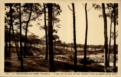 La TRANCHE sur-MER (Vendée) — Floresta de pinheiros — editor Mozais, n°29