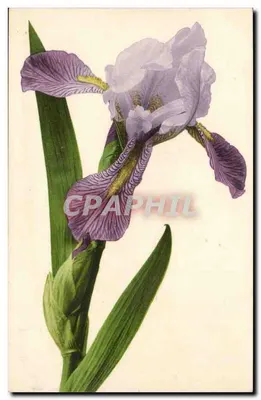 Iris — ilustração botânica — editor não visível