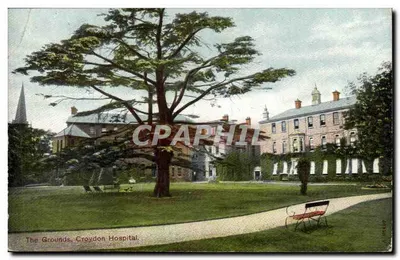 Les Jardins, Croydon Hospital — vista de uma grande árvore e de um banco — n° 104402