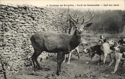 Cervo aos aborrecidos — Floresta de Rambouillet — Cavaleiro de Bonnelles