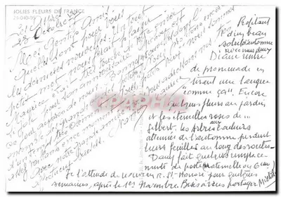 Buquê de gerberas — editor Yvon, n° 107 — Verso
