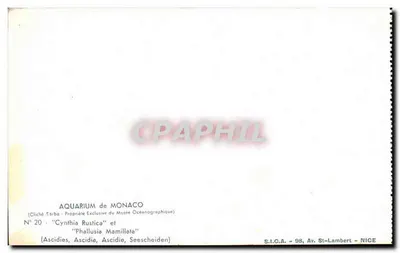 Cynthia Rustica en Phallusia Mamillata — Ascidien — AquariuM van Monaco — S.I.C.A. — 98, Av. St-Lambert — NICE — Achterkant