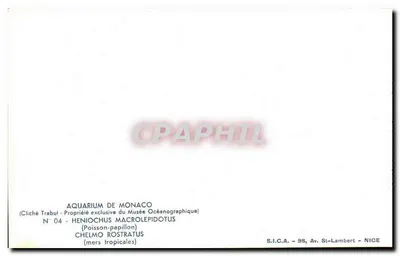 Vliegvisjes — aquarium van Monaco — S.I.C.A. - 98, Av. St-Lambert - NICE — Achterkant