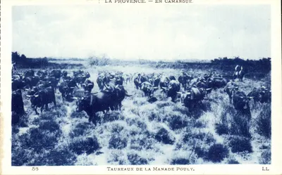 Taurinos da Manade Pouly — Camargue — LL