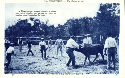 A Provência — Na Camargue — Mustelado em La Mazade Pouly