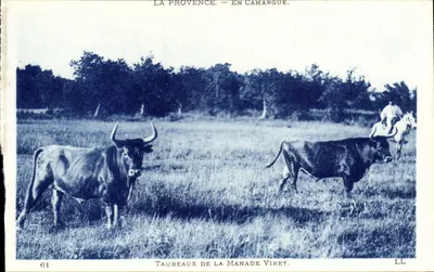 Taureaux de la Manade Viret — Camargue — LL