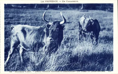 Camargue — Dois touros cocardiers: Le Tigre e Cara-Anche — Manade Viret, n°64