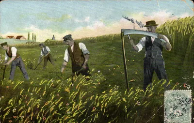 Colheita de trigo — trabalhadores em um campo — editor Cezanne, série 732
