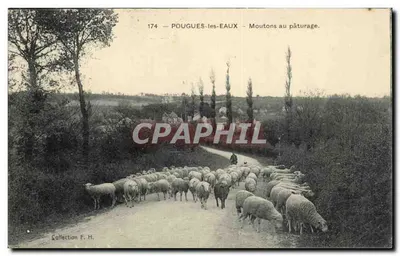 POUGUES-les-EAUX — Ovelhas no pasto — Coleção F. H.