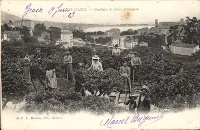 Grasse - Cote d'Azur - Colheita de flores de laranjeiras - Bilhete postal antigo TOP
