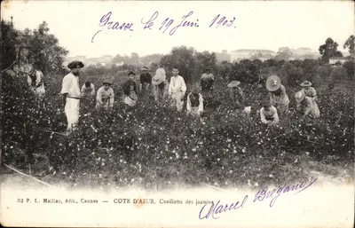 Côte d'Azur — Cueillette des jasmins — P. L. Maillan, édit., Cannes