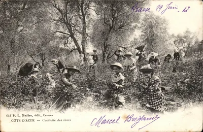 Côte d'Azur — Cueillette des roses — P. L. Maillan, édit., Cannes