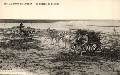 Na Beira do Oceano — A Colheita do Alga Marinha — P. Chapene, Imp-Édit, 65, rue Eugène-Otten, Nantes