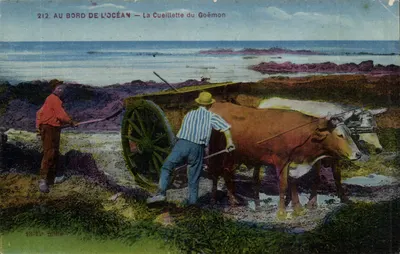 Na Beira do Oceano — A Colheita do Alga Marinha — F. Chapenu, Imp. & Edit., Nantes