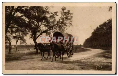 Les Landes Bilhete postal antigo - carruagem landaise (burro mula)