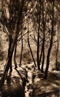 Canto da Floresta em Castets-des-Landes — Landes de Gascogne — Fototipia Marcel Delbouix, Bordeaux