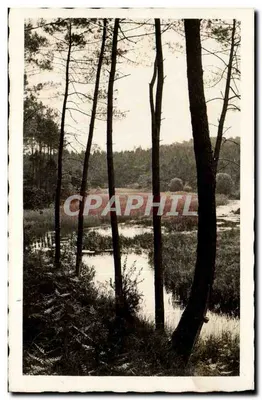 Floresta de pinheiros — lago — editor E. VIGNES, Landes
