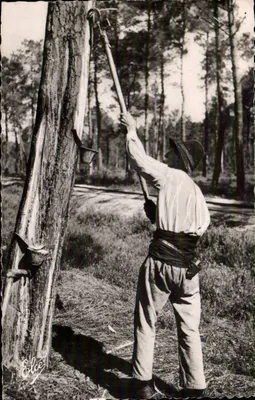 Resinaio al lavoro — Foresta dei Pirenei — L. Chatagnéau, Bardeau