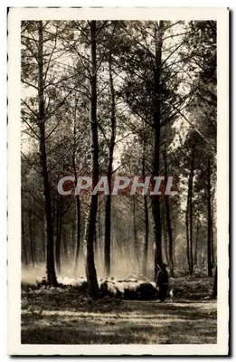 Floresta de pinheiros — pastor com rebanho — Editor F. VIGNES, Castels des Landes