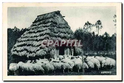 Pecore davanti al loro riparo, una « borde » landaise — E. VIONES