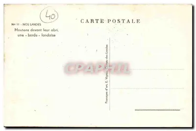 Pecore davanti al loro riparo, una « borde » landaise — E. VIONES — Verso