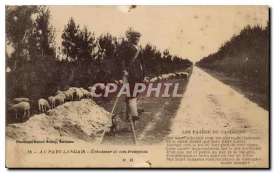 В ЗЕМЛЯХ ЛАНДА — Эчассьер и его стадо — Фототипия Марселя Дебе, Бордо, №35