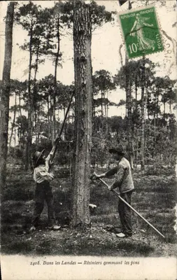 Na Landes — Resinadores gemmando os pinheiros — Bromolytipe (Chronde)